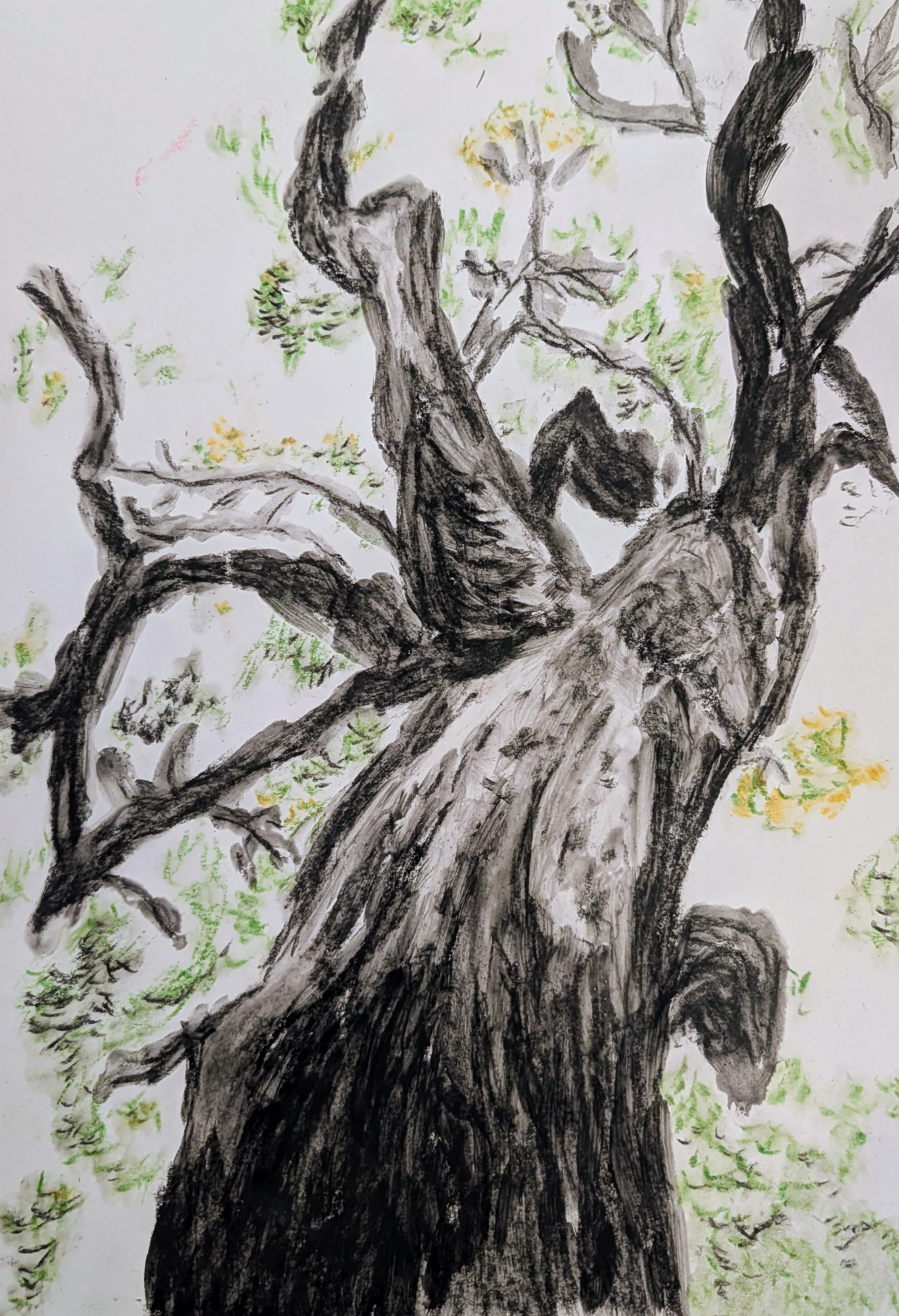 Pencil and Charcoal 2